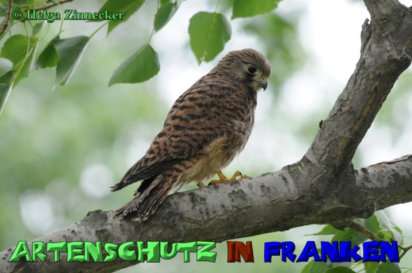Copyright AiS Helga Zinnecker Bild zum Eintrag (52591-160)