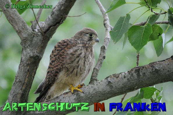 Copyright AiS Helga Zinnecker Bild zum Eintrag (52592-160)