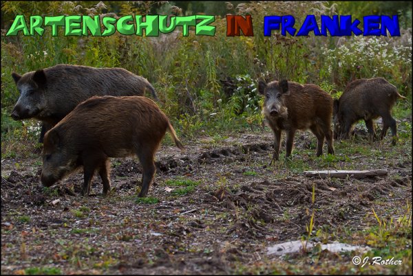 Copyright AiS-Johannes Rother Bild zum Eintrag (52640-160)