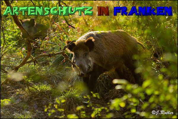 Copyright AiS-Johannes Rother Bild zum Eintrag (52641-160)