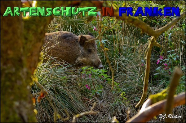 Copyright AiS-Johannes Rother Bild zum Eintrag (52642-160)
