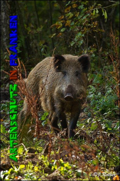 Copyright AiS-Johannes Rother Bild zum Eintrag (52718-160)