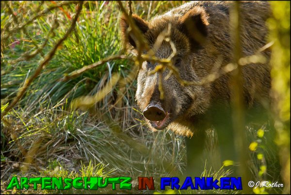 Copyright AiS-Johannes Rother Bild zum Eintrag (52720-160)