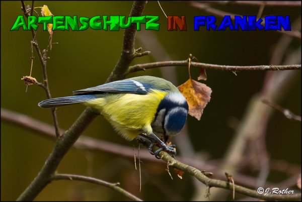 Copyright AiS-Johannes Rother Bild zum Eintrag (52731-160)