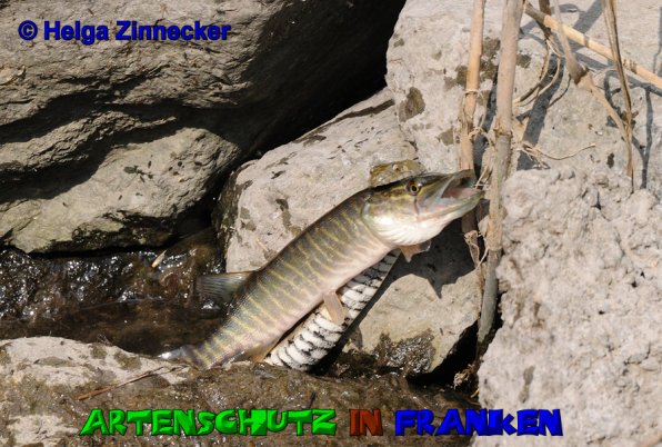 Copyright AiS Helga Zinnecker Bild zum Eintrag (52755-160)