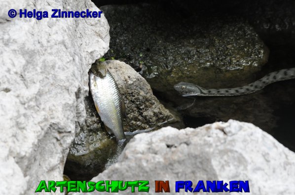 Copyright AiS Helga Zinnecker Bild zum Eintrag (52756-160)