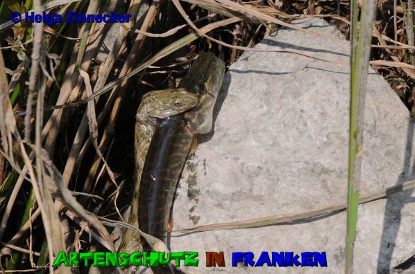 Copyright AiS Helga Zinnecker Bild zum Eintrag (52757-160)