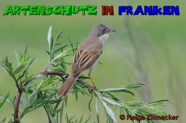 Copyright AiS Helga Zinnecker Bild zum Eintrag (52761-160)