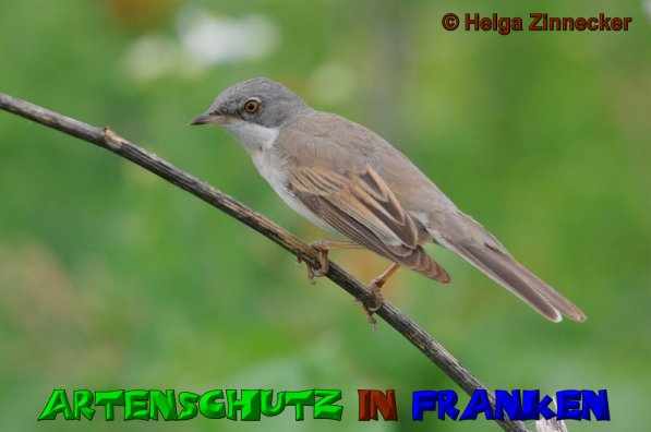 Copyright AiS Helga Zinnecker Bild zum Eintrag (52762-160)