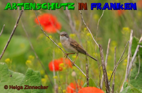 Copyright AiS Helga Zinnecker Bild zum Eintrag (52763-160)