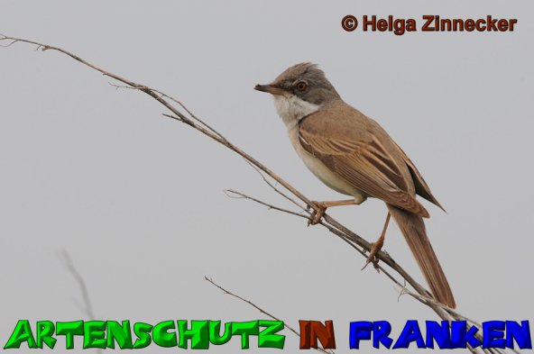 Copyright AiS Helga Zinnecker Bild zum Eintrag (52764-160)