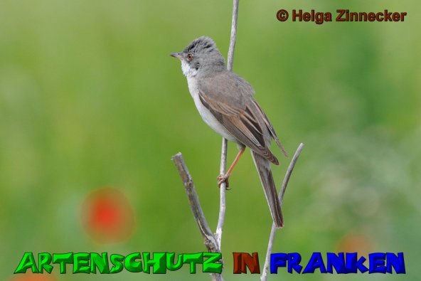 Copyright AiS Helga Zinnecker Bild zum Eintrag (52766-160)