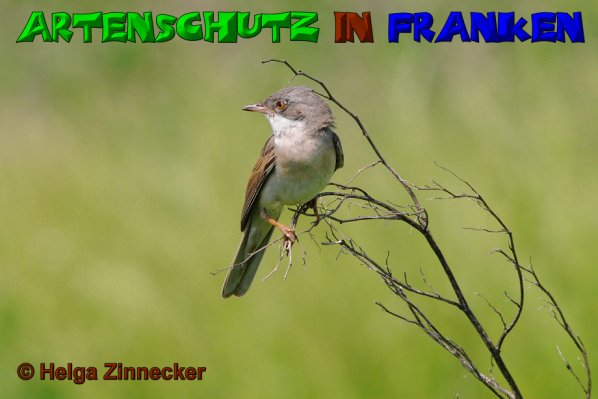 Copyright AiS Helga Zinnecker Bild zum Eintrag (52767-160)
