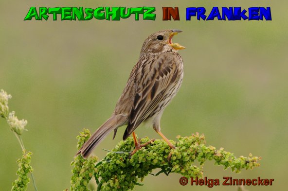 Copyright AiS Helga Zinnecker Bild zum Eintrag (52780-160)