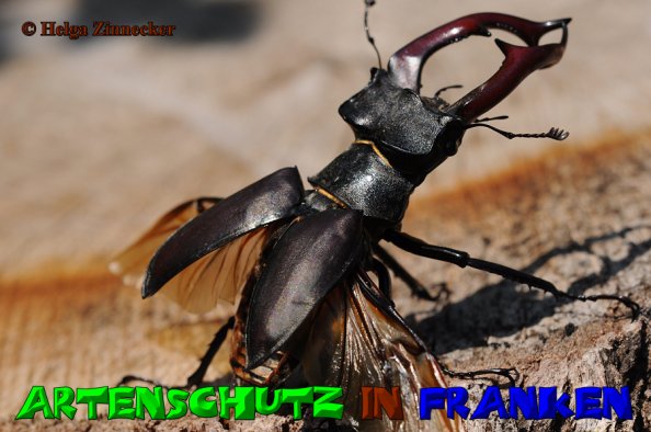 Copyright AiS Helga Zinnecker Bild zum Eintrag (52843-160)