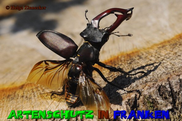 Copyright AiS Helga Zinnecker Bild zum Eintrag (52844-160)