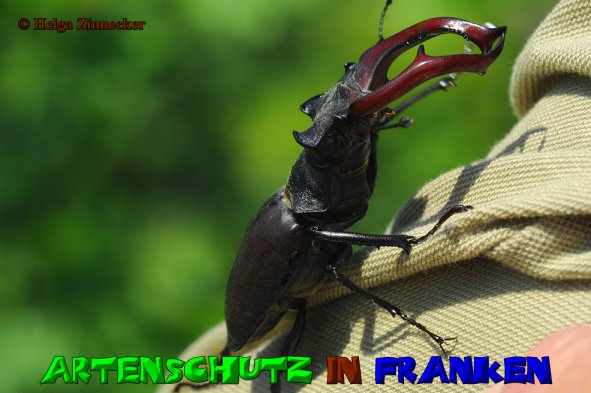 Copyright AiS Helga Zinnecker Bild zum Eintrag (52845-160)