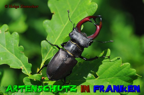 Copyright AiS Helga Zinnecker Bild zum Eintrag (52846-160)