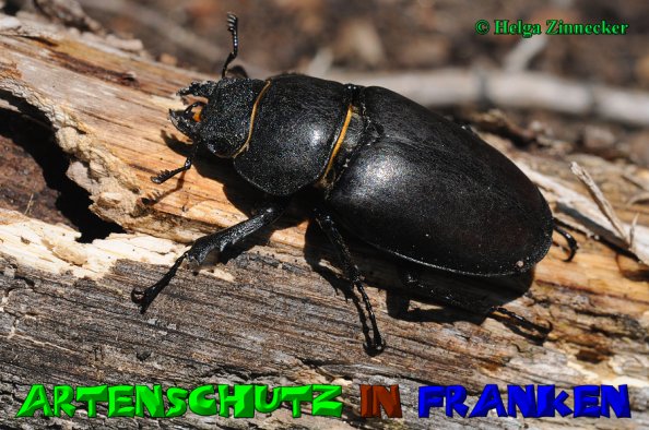 Copyright AiS Helga Zinnecker Bild zum Eintrag (52848-160)