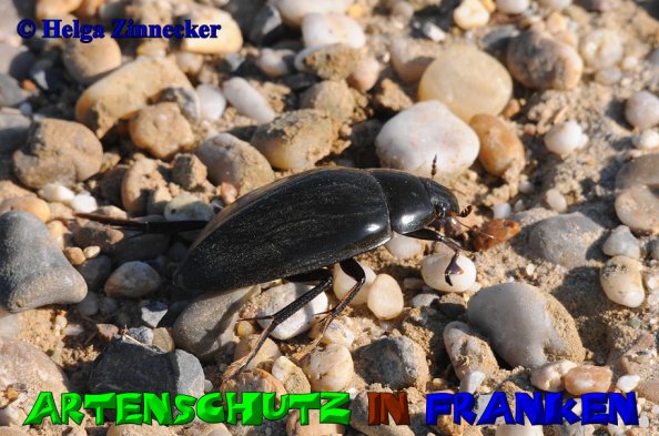 Bild zum Eintrag (52864-160)