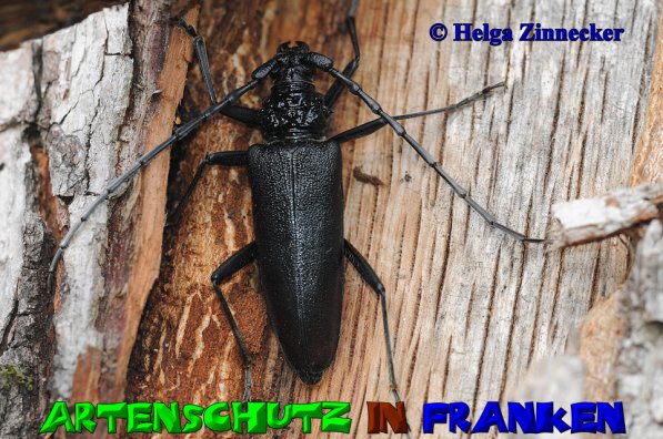 Copyright AiS Helga Zinnecker Bild zum Eintrag (52868-160)