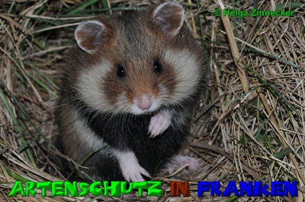 Copyright AiS Helga Zinnecker Bild zum Eintrag (52869-160)