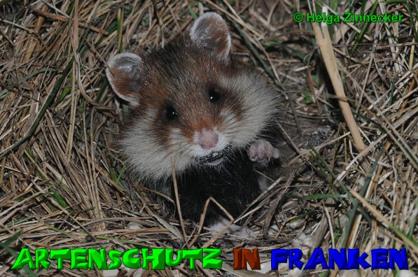 Copyright AiS Helga Zinnecker Bild zum Eintrag (52872-160)