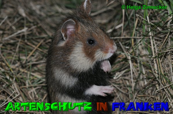 Copyright AiS Helga Zinnecker Bild zum Eintrag (52873-160)