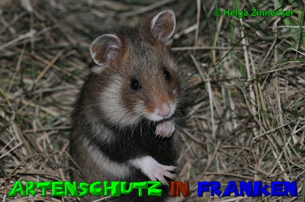 Copyright AiS Helga Zinnecker Bild zum Eintrag (52874-160)