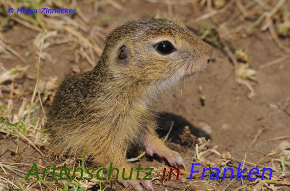 Copyright AiS Helga Zinnecker Bild zum Eintrag (52906-160)