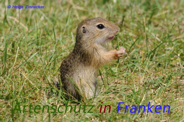 Copyright AiS Helga Zinnecker Bild zum Eintrag (52907-160)