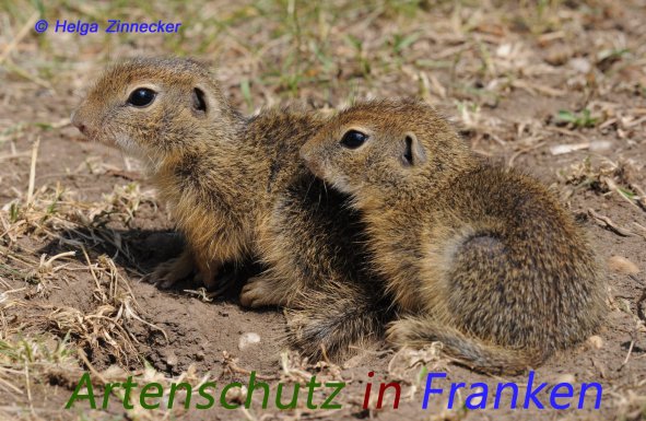 Copyright AiS Helga Zinnecker Bild zum Eintrag (52908-160)