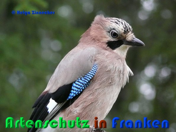 Copyright AiS Helga Zinnecker Bild zum Eintrag (52912-160)