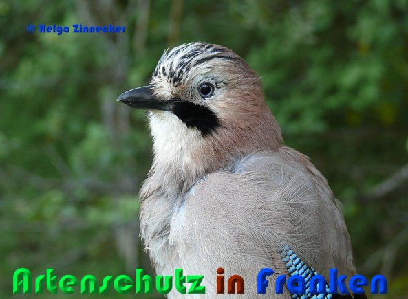 Copyright AiS Helga Zinnecker Bild zum Eintrag (52913-160)
