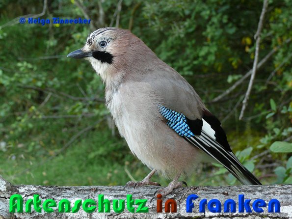 Copyright AiS Helga Zinnecker Bild zum Eintrag (52914-160)