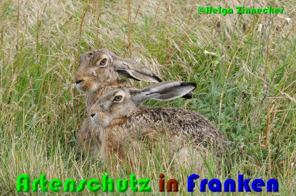 Copyright AiS Helga Zinnecker Bild zum Eintrag (52928-160)