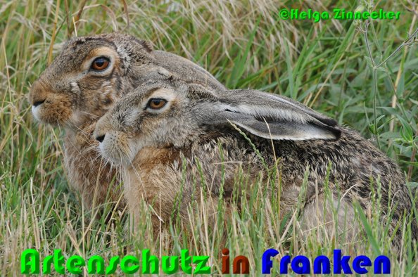 Copyright AiS Helga Zinnecker Bild zum Eintrag (52929-160)