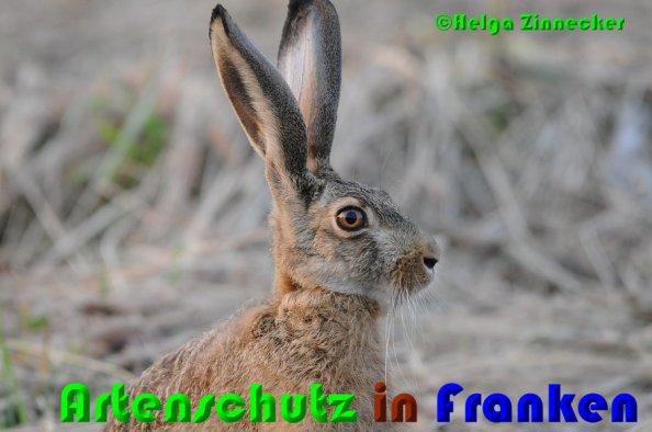 Copyright AiS Helga Zinnecker Bild zum Eintrag (52930-160)