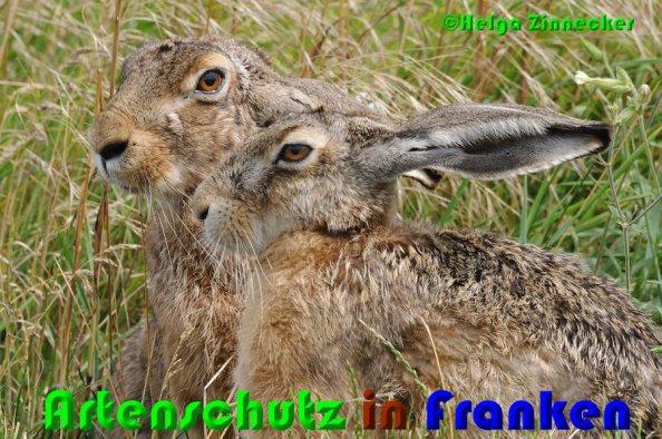 Copyright AiS Helga Zinnecker Bild zum Eintrag (52931-160)