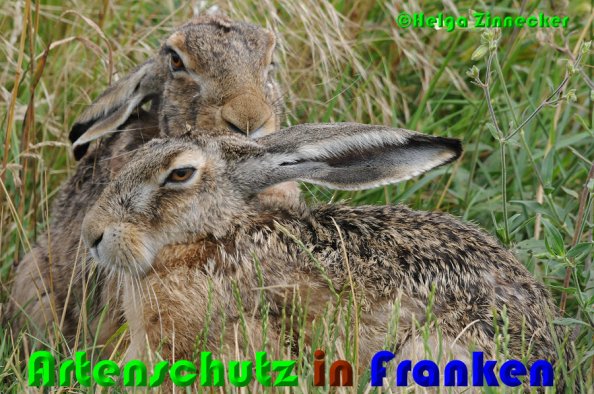 Copyright AiS Helga Zinnecker Bild zum Eintrag (52932-160)