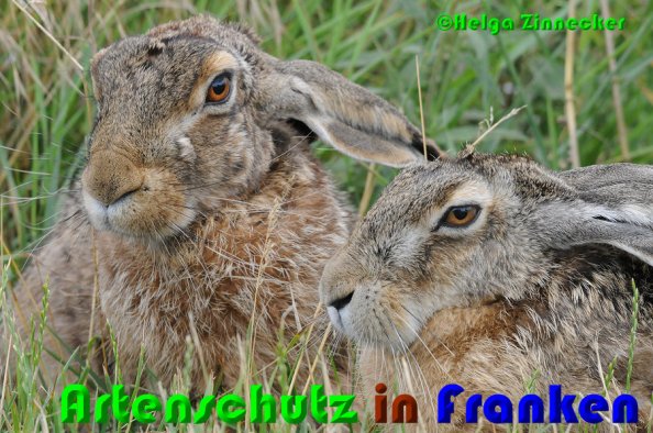 Copyright AiS Helga Zinnecker Bild zum Eintrag (52933-160)