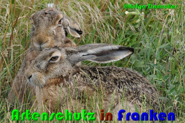 Copyright AiS Helga Zinnecker Bild zum Eintrag (52934-160)