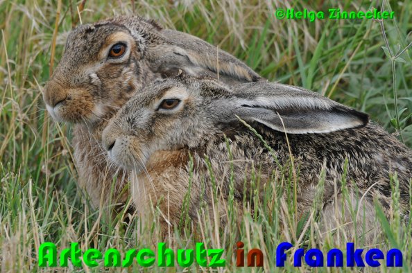 Copyright AiS Helga Zinnecker Bild zum Eintrag (52935-160)