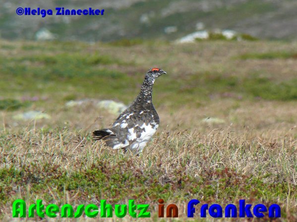 Copyright AiS Helga Zinnecker Bild zum Eintrag (52944-160)