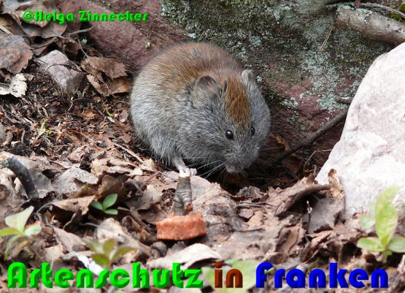 Copyright AiS Helga Zinnecker Bild zum Eintrag (52968-160)