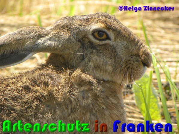 Copyright AiS Helga Zinnecker Bild zum Eintrag (52970-160)