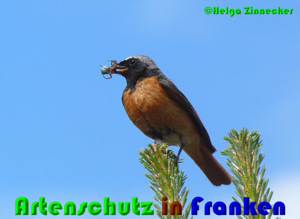 Copyright AiS Helga Zinnecker Bild zum Eintrag (52972-160)