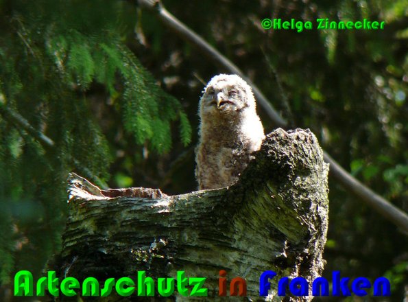 Copyright AiS Helga Zinnecker Bild zum Eintrag (52982-160)
