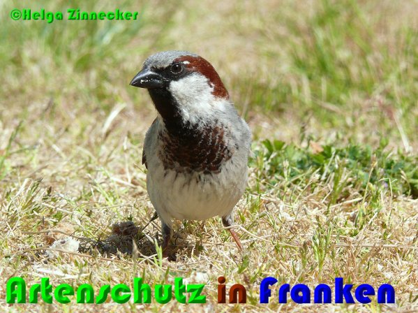 Copyright AiS Helga Zinnecker Bild zum Eintrag (52987-160)