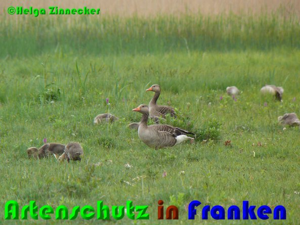 Copyright AiS Helga Zinnecker Bild zum Eintrag (52989-160)